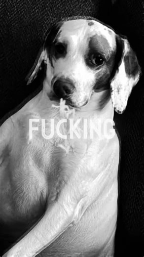 Yessir #CapCut #dog #beagl | dog