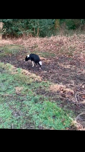 This is Del, our incredible rescue dog. ❤️ For two years, she was chained up on a farm, never knowing kindness. She was then rescued by Protecting Preloved Border Collies, it took her seven months to trust a human again and four months with us to decompress and rediscover herself. Today, for the first time, she ran free. No chains. No lead. No fear. Just pure joy. Rescue transforms lives—Del is proof. #RescueDog #FreedomRun #AdoptDontShop #homeboardingfordogs #weddingchaperoneforpets #weddingcha