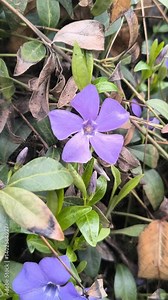 periwinkle. Dwarf periwinkle - Vinca minor, purple flowers of groundcover plant in spring in the garden