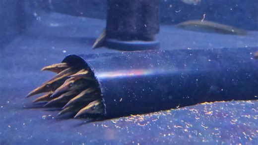 How cute are the peacock eels!! Lovely pattern and colour on them | Pier Aquatics