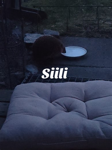 EDIT. EI ole maitoa vaan vettä!! (siilit voi kuolla maitoon) En kestä ku heillä on tarkat ruokailuajat.. 🥺🩷 #siili #siilit #eläimet #sinulle #tiktoksuomi