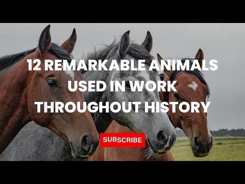 Discover the 12 most extraordinary working animals