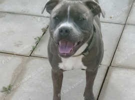 Blue Staffordshire bull terrier
