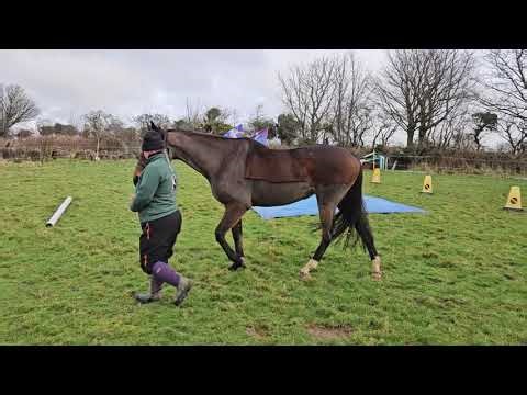 Nova bronze liberty walk only Jan 26