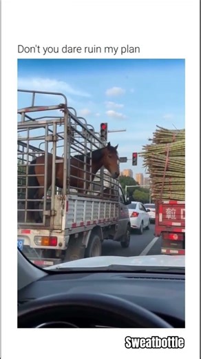 MIND YOUR BUSINESS 🐎 #horse #ai #sugarcane