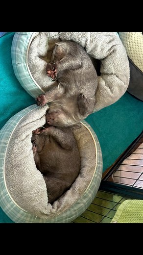 11K views · 3.2K reactions | Wombats undoubtedly have the weirdest sleeping positions.. sleeping on their backs is a favourite Also.. i am fascinated by Molly’s mottled colouring on her feet. She is my hyena baby Enjoy and happy #wombatwednesday from the girlies #wombat #wombatlove #wombatwednesday #wildlife #abcmyphoto #wildlifecarer #wildlifeaustralia #wildlifevolunteer #wildliferehab #sleepingsoundly | Wombat Rescue | Facebook