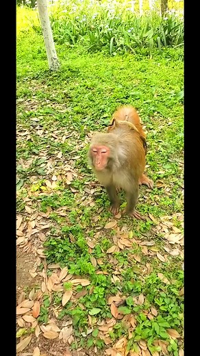 2.1M views · 10K reactions |  Lovely & Adorable  Baby Monkeys Wild Life Videos Clips  #reels #monkey #animals #virals | Story Love Videos | Facebook