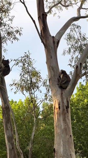 Radelaide drop bears #koala #australia #troopy #travelaustralia #landcruiser | Australia By Aussie