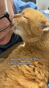 Loving a senior cat is quieter. Slower. Softer. And I wouldn’t trade it for anything. Daniel Tiger 🤍 #catsofinstagram #cats #cat #gingercat #fyp | Daniel Tiger Kitty & Friends