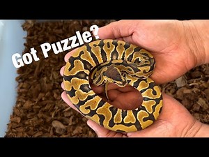 The Variability of the Puzzle Ball Python