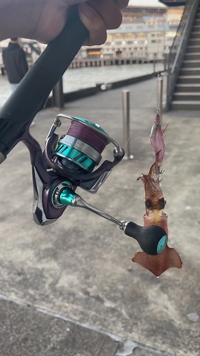 Morning squid sesh stocking up for the estuary ghosts🦑🔥#breamfishing #mullowayfishingaustralia #jewfishing #sydneyharbour #fyp #flatheadfishing #shimano #daiwa #blowthisup #bonitofishing #mulloway #gamakatsuhooks #yamashita #flatheadfishing #sydneyharbourfishing #squidding #squidfishing #estuaryfishing #gamakatsuaustralia #zman #fishingtiktoks #jewfishingaustralia