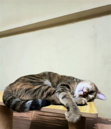 Chi's Sweet Home: เรื่องราวของการผจญภัยของน้องแมว