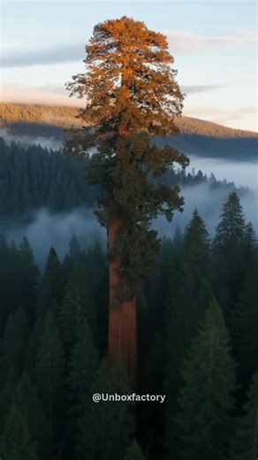 The Largest Living Tree on Earth Still Grows Today The largest living tree on Earth is not the tallest, but the heaviest by volume—the legendary General Sherman Tree. Standing in California’s Sequoia forests, this giant has been alive for over 2,000 years, silently witnessing the rise and fall of civilizations. Its massive size is a reminder that nature can outscale even humanity’s biggest creations. Important Details: • Largest living tree by volume • Estimated age: over 2,000 years • Height: ~