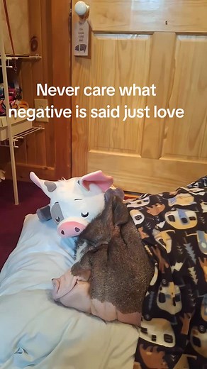 Homerthepig Jelly Bean Sisters on TikTok