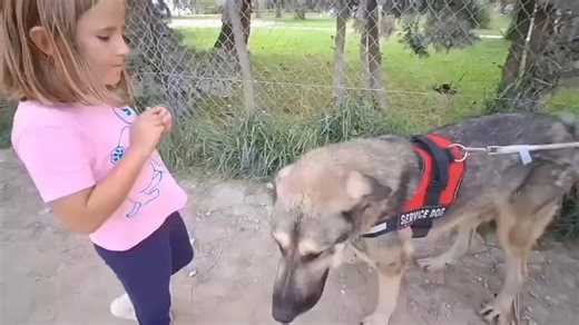 Monte – Our Gentle Giant ❤️ Monte is around three years old and he’s a gigantic Mastín with the heart of a big baby. He’s a lovely, calm boy who adores people and has integrated beautifully with the other dogs at the pound. When Monte gets a chance to go out into the patio, he enjoys it to the fullest – playing, exploring, and interacting with the others. Sadly, that time is very limited – just a short moment each day while his cage is being cleaned. The rest of the day, Monte remains in a small