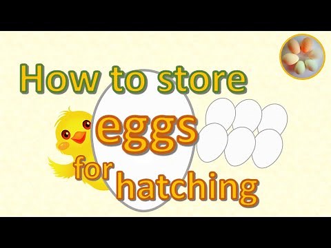 How to store fertile eggs for hatching