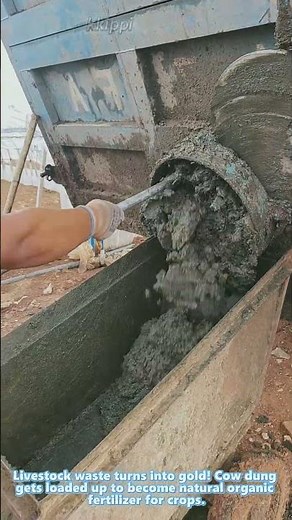 Farmer dumps wet cow manure from truck into cart for greenhouse fertilizer
