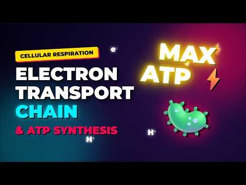 Electron Transport Chain & ATP Synthesis 4K Animation | Cellular Respiration Made Easy (Updated)