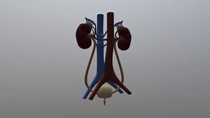 COMPLETE Human Anatomy in 1 Hour! A to Z 3D Human Body Organ Systems