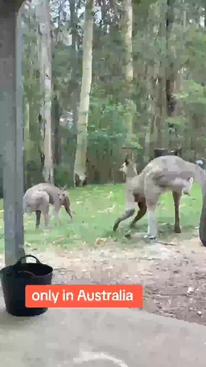 What you know about Kangaroo Jack? #kangaroo #animals #nature | Ye Mndia