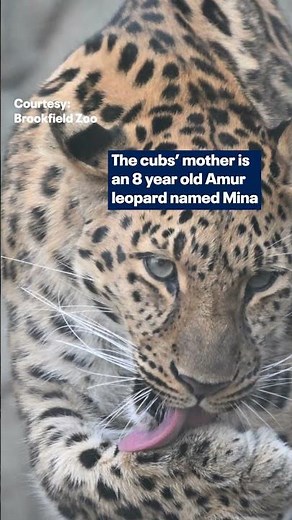 World’s rarest big cat gives birth to two cubs at Chicago area zoo.