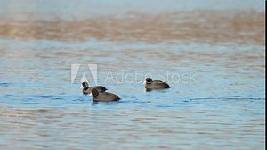 Ducks Floating on Lake During Winter Migration. Group of winter-migrating birds peacefully float at river surface. Bird dives under water in search of food. Migration of animals to warmer climes
