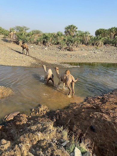Discover the Unique Behaviors of Camels Near Water
