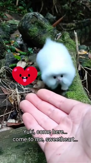 Cute Animal BABIES ❤️#hashtags #ANIMAL