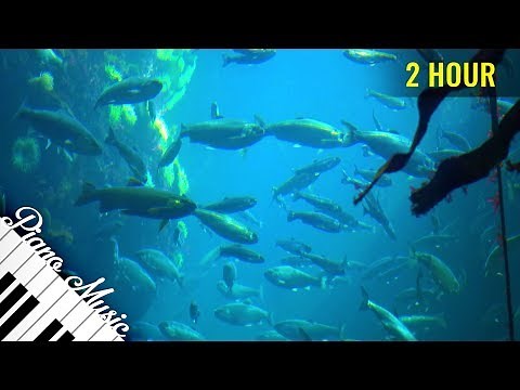 2 HOUR Relaxing Piano Music with Aquarium Fish Under Water View in 4K - Part #80