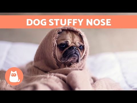 My DOG Has a RUNNY NOSE and LABORED BREATHING 🐶💦 Why and What to Do