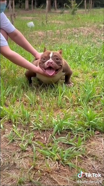 Take the bully dog to the house.#bully #bullydogs #american #dog