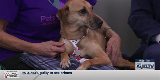 'The last one left': Clyde is left waiting after siblings all found homes