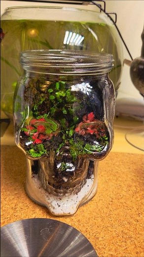 enclosure bioactive terrarium skeleton shape #terrarium