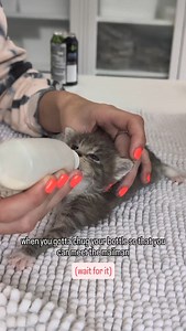 11K views · 10K reactions | Tim is amazing and has adopted from FBC  #cats #cat #gato #kittens #babycats #tinykittens #babykittens #cutebabykittens #babyfloof #floof #bottlebaby #usps #mail #mailman | FosterBabyCats | Facebook