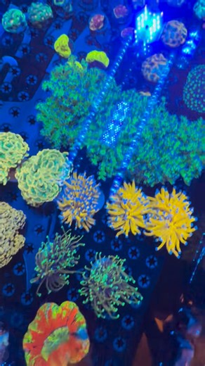 FirstChoice Aquatics on Reels