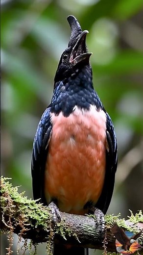 Shocking Bird Calls | Screaming Birds in Their Natural Habitat! | Real Wildlife Birds