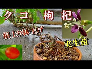 【枸杞 盆栽】クコ実生苗 根上り鉢上げ