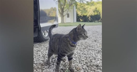 Pennsylvania cat rides 100 miles on roof of family's van