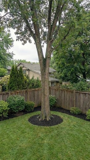 Building a Bamboo Treehouse Around a Living Tree