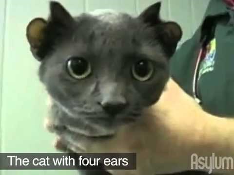 The 10 Most Inspiring Deformed Animals