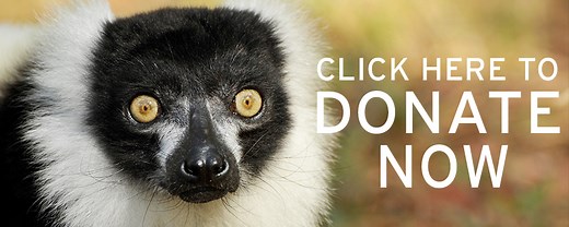 VIDEO: Closer Than You Think - Duke Lemur Center