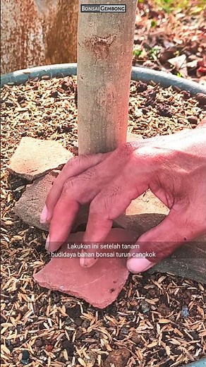 Lakukan Ini Setelah Tanam Bahan Cangkok #Shorts