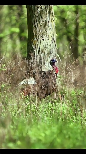 The Call That Ruined that turkey 😬🦃 #turkeyhunting #archery #gobblerhunting #bowhunting #wildlife