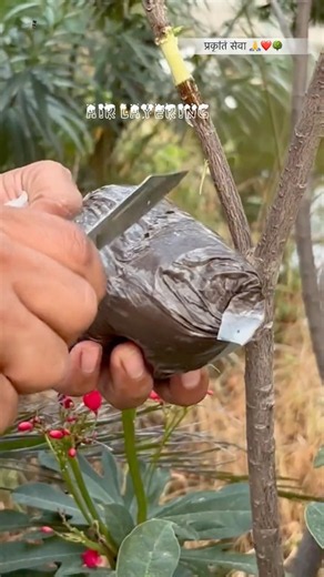 How to Do Air Layering 🌱 | Step-by-Step Air Layering Method | Plant Propagation #shorts