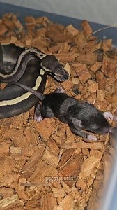 150K views · 1.8K reactions | Python entangles a mouse #python #mouse #feeding #insects #snake #rat #mice | Insect Forest | Facebook