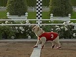 Moonwalking dog in Skechers running shoes ad ran at Super Bowl 2012