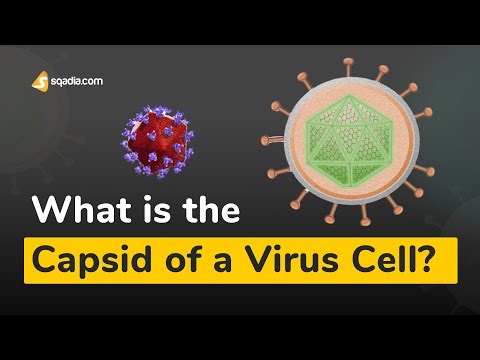 What is the Capsid of a Virus Cell? | Microbiology