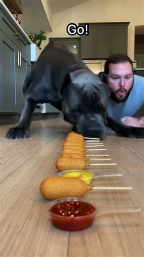 Dog vs Man CORN DOG Race Challenge 🍗😂 | Cane Corso DESTROYS the Competition! #shorts #funnydogs