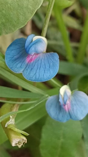 Cute small flower # flower #shots