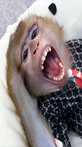 Monkey Kaka's Hilarious Attempts to Get Her Mom's Attention. #crazymonkey #тритопора #weekendplan #lv #partytime #casino #notjustforhalloween #monkeys #watermelon #lovemylife #nashvillepets #instafunny #monkeyworld #funnyinstavideos #marmosetmonkey #chugit #exoticpets #yorkie #cute #miami #baby #cutestpupever #wildanimals #денюжки #saturdaysarefortheboys #lasvegas #partyanimal #noregrets #monkeylife #tennessee…….. | Macaque Video